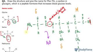 Drawing and Naming a Peptide [upl. by Kcirb]