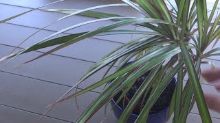 How to Propagate Dragon Tree Dracaena Marginata [upl. by Richardo]