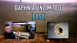 How I Raise Daphnia Water Fleas And You Can Too [upl. by Diarmit770]