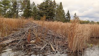 Beaver Trapping Basics Part 1 How To Find Beaver To Trap [upl. by Buskirk]