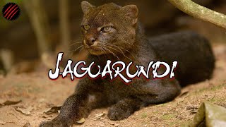 Is a Jaguarundi the Perfect Predator Definitely NOT Your House Cat [upl. by Chapell]