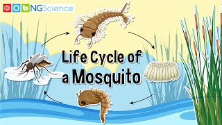 Life Cycle of a Mosquito [upl. by Valleau]