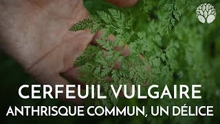 Le cerfeuil vulgaire ou anthrisque commun une plante aromatique délicieuse [upl. by Ayian]