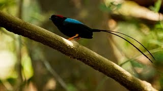 Manakin Mating Song and Dance [upl. by Ocirrej]