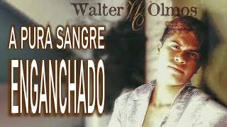 WALTER OLMOS  A PURA SANGRE  ENGANCHADO [upl. by Leverick]