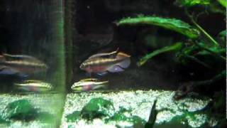 Courtship Dance of the Kribensis Cichlid [upl. by Aimac]