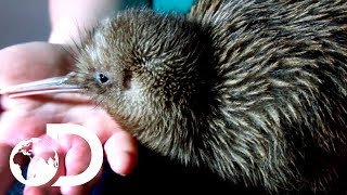 Saving Baby Kiwis From Extinction  Modern Dinosaurs [upl. by Eon704]