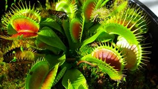 Carnivorous Plants [upl. by Karmen]