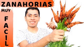 COMO SEMBRAR ZANAHORIAS EN EL HUERTO [upl. by Erda]