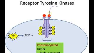 Receptor Tyrosine Kinases Newer Version [upl. by Llerred526]