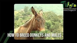 How to Breed DONKEYS and MULES [upl. by Sands150]