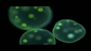 Protists  Biology [upl. by Innos]