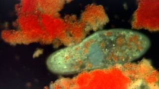 Introduction to the Protists [upl. by Fiden]