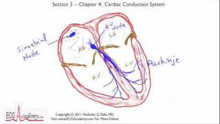 Cardiac Conduction System 34  ECG  EKG Interpretation  BASIC [upl. by Pratte]