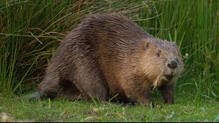 Where to see beavers in the UK  Wild Britain [upl. by Ianej]