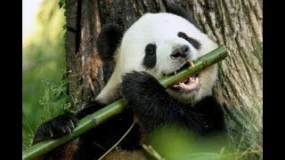 panda hunting down and eating a Bamboo [upl. by Fredie365]