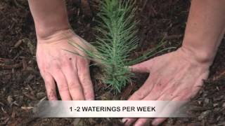 How to Grow Pine Trees from Seed [upl. by Anissej]