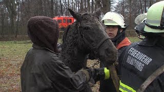 Pferd gerettet  horse rescued [upl. by Nugent]