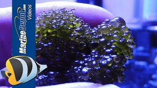 Aquarium Algae Control Bubble Algae Dinoflagellates Bryopsis amp Turf Algae  Part 2 [upl. by Leirum]