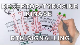 Receptor Tyrosine Kinase  RTK Signalling [upl. by Ffoeg]