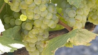 How Chardonnay is Made [upl. by Enilaf]