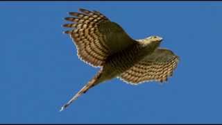 Sparrowhawk Bird Call Bird Song [upl. by Nyrhtac]