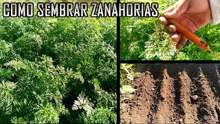 Como sembrar Zanahorias🌱  Huerto De Cero [upl. by Grevera]