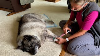 Saying Goodbye to Our 14 Year Old Norwegian Elkhound – Euthanasia in Our Home [upl. by Arevle]