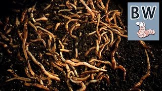 Worm Breeding Step by Step [upl. by Einiffit]