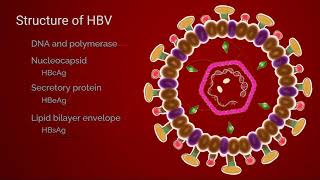 Hepatitis B Life Cycle [upl. by Boycey]