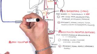 Pharmacology  Antihypertensives [upl. by Ppik562]