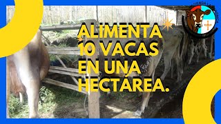 ALIMENTA 10 VACAS EN UNA HECTÁREA [upl. by Noel]