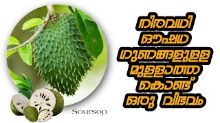 💯ഒരുപാട് ഔഷധ ഗുണങ്ങളുള്ള പഴം വെച്ചുള്ള വിഭവം  Soursop fruit recipe  Medicine fruit [upl. by Chloe]