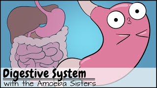 Digestive System [upl. by Ahrendt]