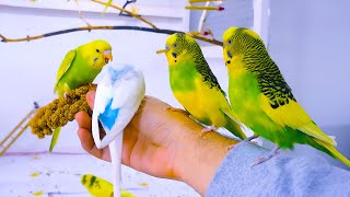 Budgie Sounds for Lonely birds to make them happy [upl. by Spector]