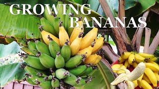 Three Year Bananas  Growing dwarf banana trees in your garden [upl. by Malas65]