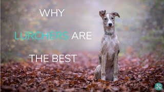 Why Lurchers Are The Best [upl. by Cutlor]