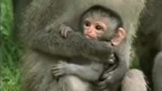 Cute Baby Vervet Monkies Playing  Cheeky Monkey  BBC Studios [upl. by Marfe307]