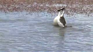 Hooded Grebe courtship dance rare footage from quotTango in the Windquot [upl. by Vasiliu611]