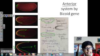 Drosophila development [upl. by Nara]