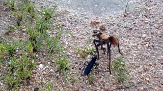 Tarantula Hawk vs Tarantula [upl. by Ludly52]