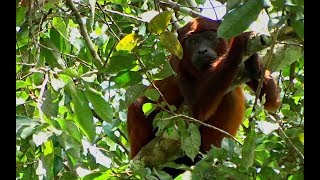 Suriname wildlife [upl. by Griswold330]