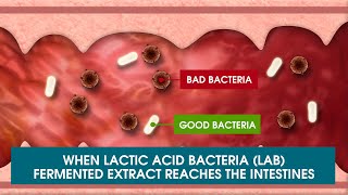 Lactic Acid Bacteria I Biogenics 16 [upl. by Leventis374]