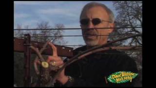 How To Prune Grapes Cane Type [upl. by Grail732]