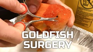 Goldfish Wen Trimming Surgery  How I Trim An Overgrown Ranchu Wen [upl. by Gnah866]