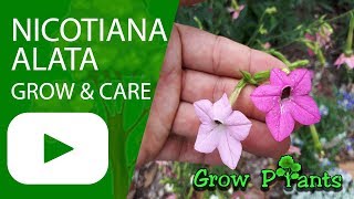 Nicotiana alata  grow amp care Jasmine tobacco [upl. by Nnyrb]