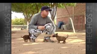 Cachorros policías son entrenados para ubicar droga [upl. by Semaj]