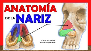 🥇 ANATOMÍA DE LA NARIZ ¡Explicación Fácil y Sencilla [upl. by Nuawad]