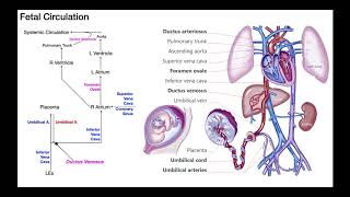 Overview of Fetal Circulation [upl. by Greenwell]