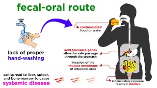 Typhoid Fever Salmonella typhi [upl. by Adahsar]